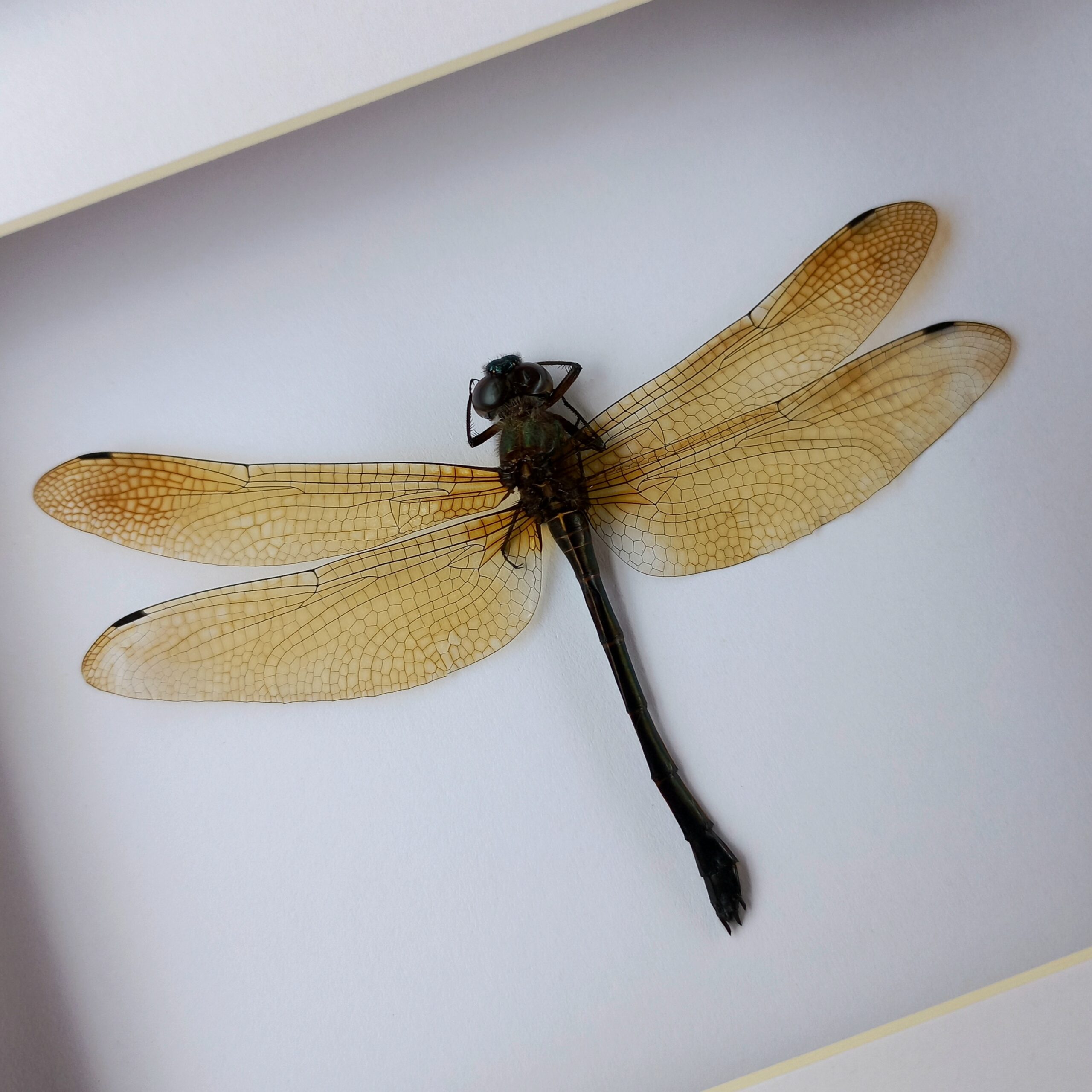 Dragonfly Frame